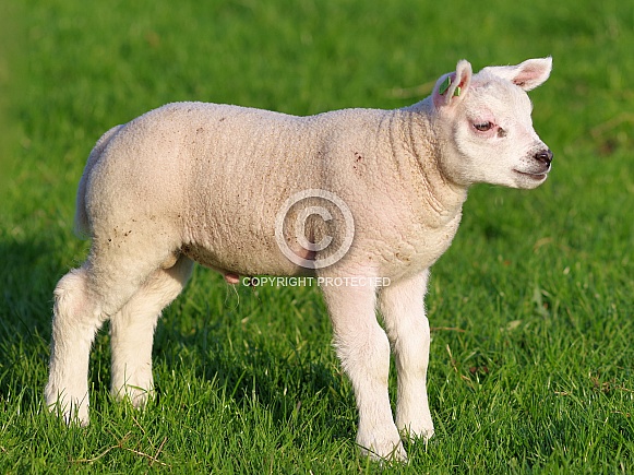 Texel sheep lamb