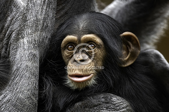 Baby Chimpanzee Close Up Baby Chimpanzee Close Up