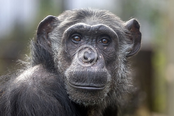 Chimpanzee (Pan troglodytes) Chimpanzee (Pan troglodytes)