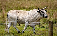 Domestic American cattle