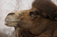 Camel (Camelus ferus bactrianus)