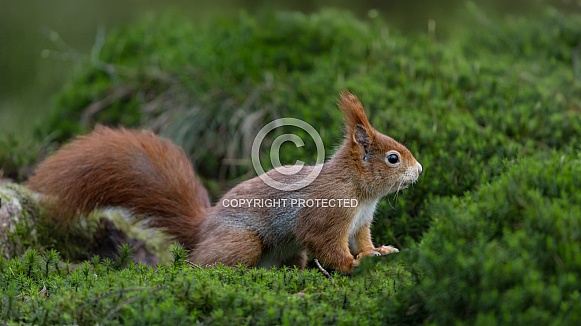 Red Squirrel in a forest