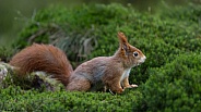 Red Squirrel in a forest