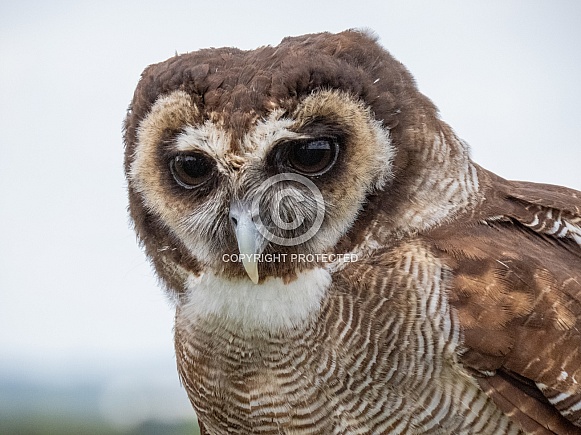 Brown Wood Owl