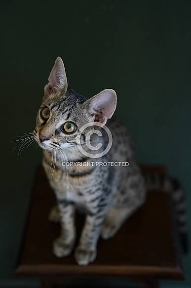 Savannah Cat