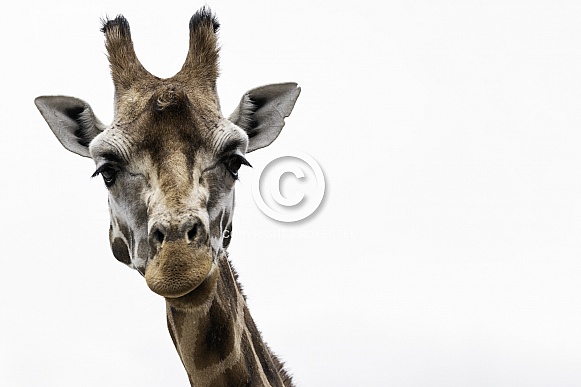 Rothschild's Giraffe Close Up White Background Rothschild's Giraffe Close Up White Background
