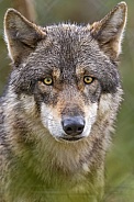 Close portrait of a wolf