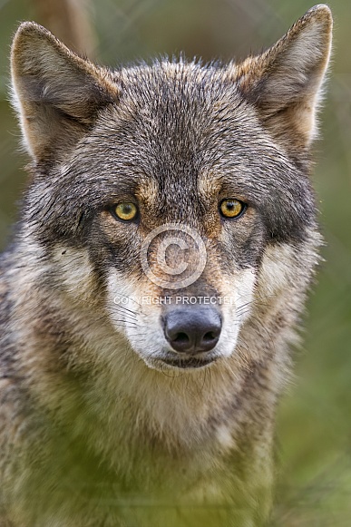 Close portrait of a wolf