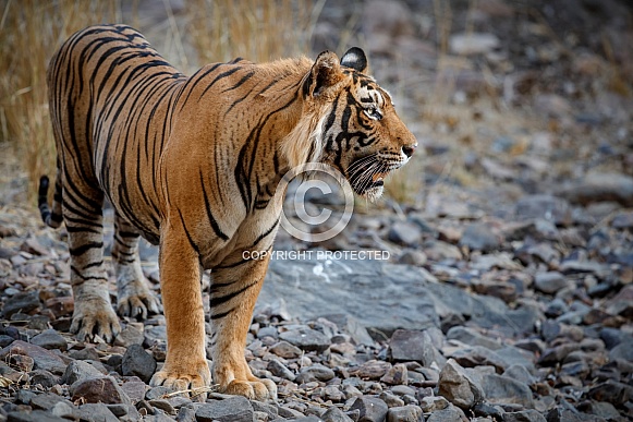 Beautiful tiger in the nature habitat. Tiger pose in amazing light. Wildlife scene with wild animal. Indian wildlife. Indian tiger. Panthera tigris tigris.