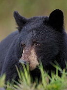 Black Bear and cubs