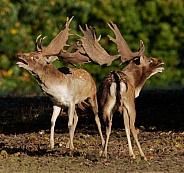 Fallow Deer