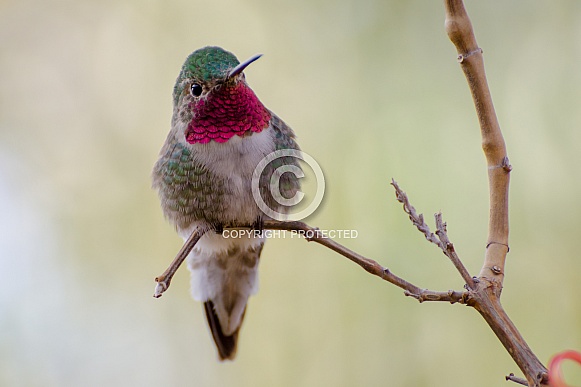 Broad-tailed Hummingbird (Male) Broad-tailed Hummingbird (Male)