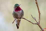 Broad-tailed Hummingbird (Male)