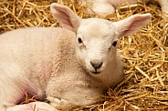 Close Up Of Lamb Lying Down