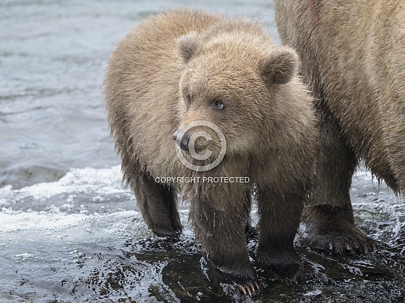 Brown Bear