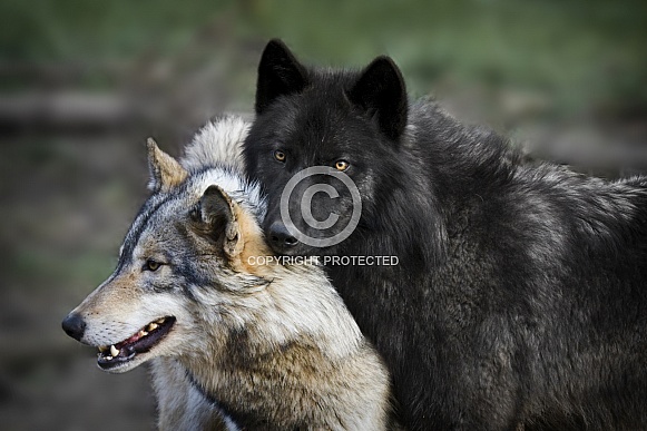 Grey Wolf-Alpha Couple