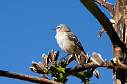 Northern Mockingbird in Agave Branches