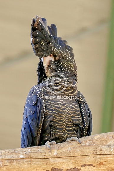 Red-tailed black cockatoo