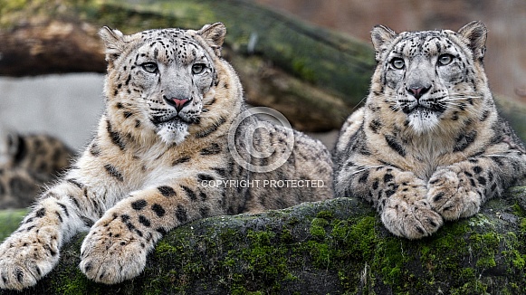 Two snow leopards