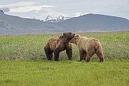 Alaska Peninsula Brown Bears
