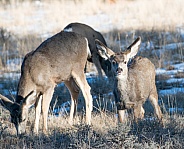 Wild mule deer in Utah