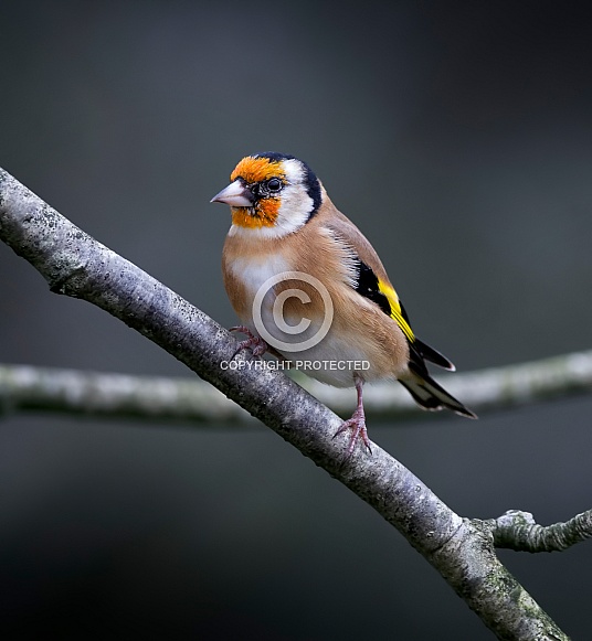 Goldfinch Goldfinch