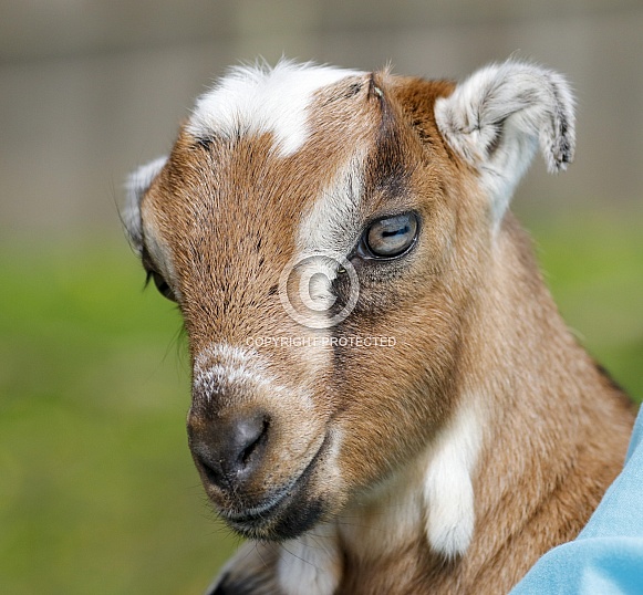 Portrait on a farm of a goat baby
