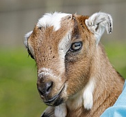 Portrait on a farm of a goat baby