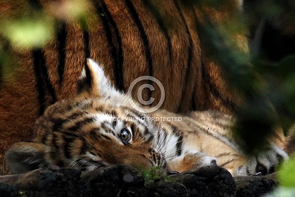 Amur Tiger Cub