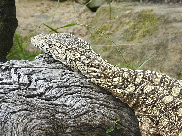 Perentie Perentie