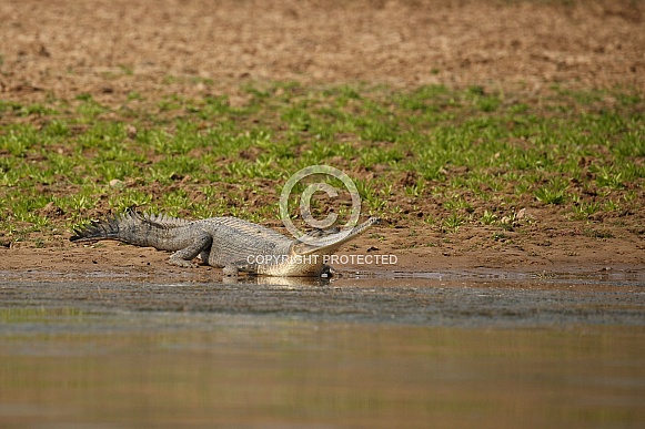 Indian gavial in the nature habitat