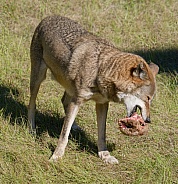 Red Wolf