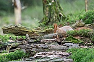 squirrel on the ground in the forest.