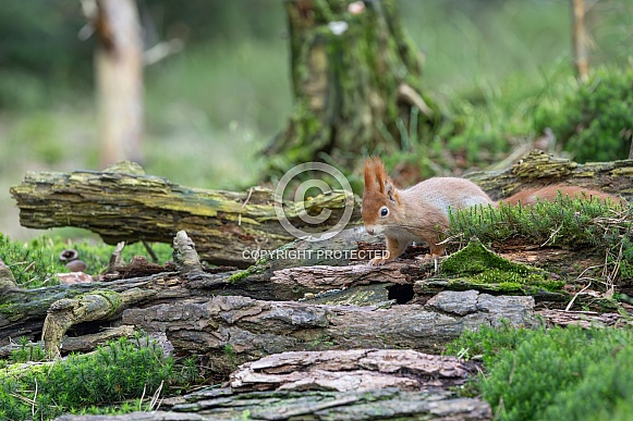 squirrel on the ground in the forest. squirrel on the ground in the forest.