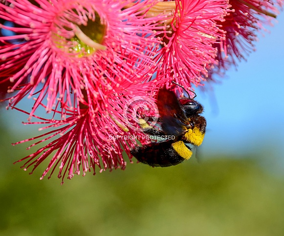 Female Carpenter Bee Female Carpenter Bee