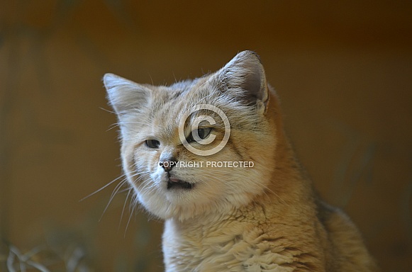 Sand Cat