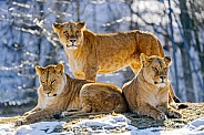 Three lionesses