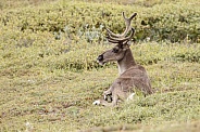 The reindeer or caribou (Rangifer tarandus)