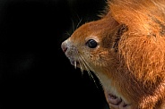 Red Squirrel Close Up Face Shot