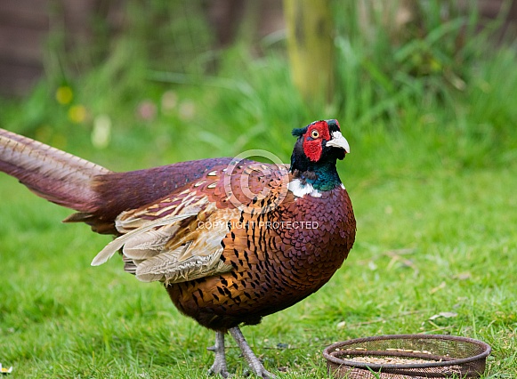 Pheasant