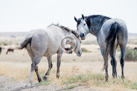 Wild Horses