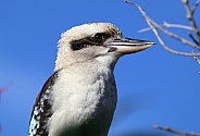 Kookaburra Portrait