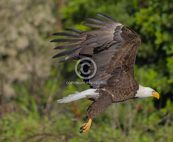 Bald Eagle