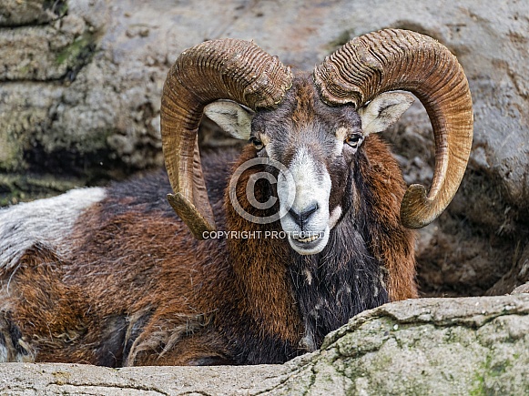 Male mouflon