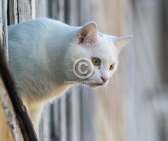 White cat White cat