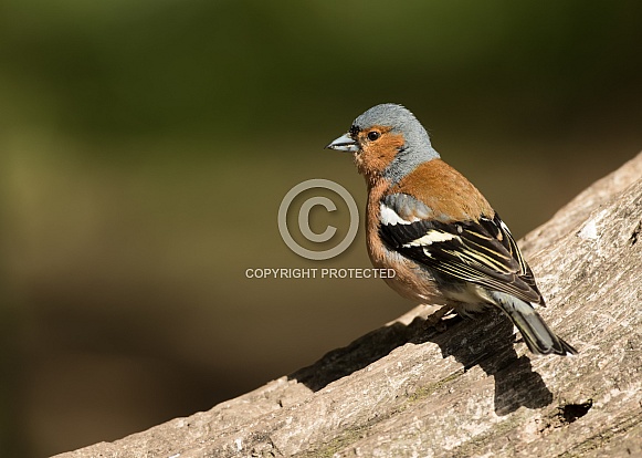 Male Common Chaffinch Male Common Chaffinch