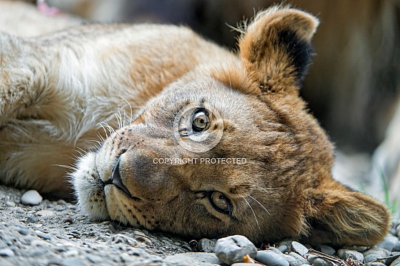 Lion Cub Lion Cub