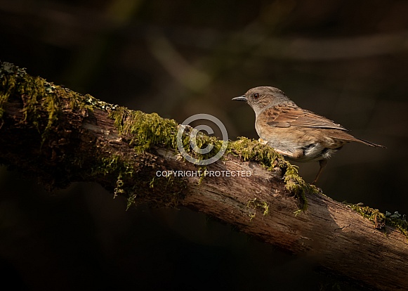 Dunnock (Hedge Sparrow) Dunnock (Hedge Sparrow)