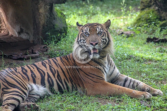 Sumatran Tiger