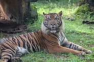 Sumatran Tiger